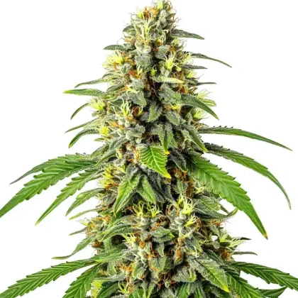 Tahoe OG Kush
