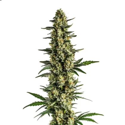 Triple XL Auto