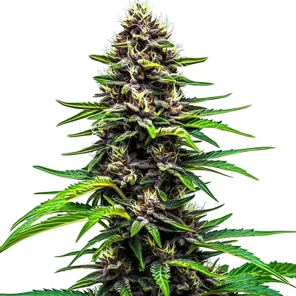 Watermelon F1