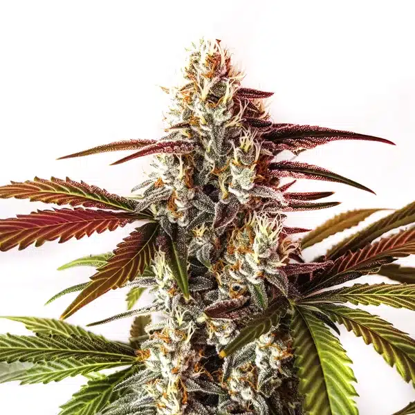 Watermelon Z OG Fast Version