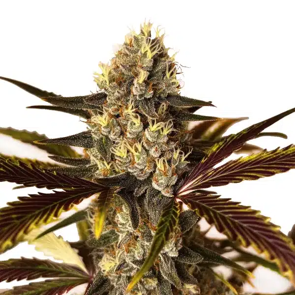 Wedding Cake x Do-Si-Dos