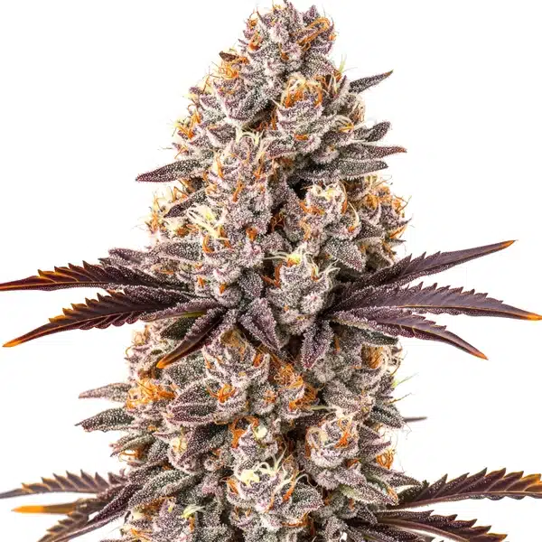 White Runtz Cannabis Extraction