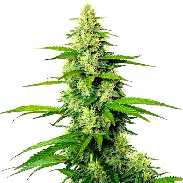White Widow x California Snow Auto