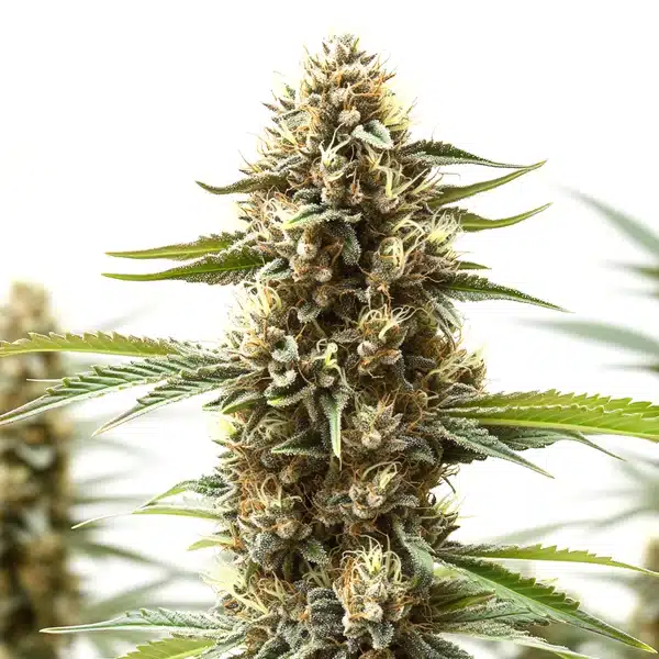 Z OG x Gorilla Autoflower