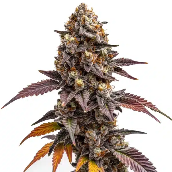 Z OG Kush