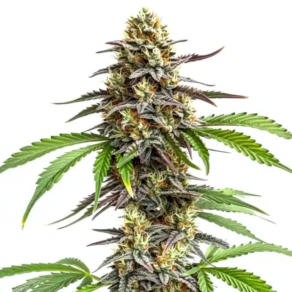 Zookies