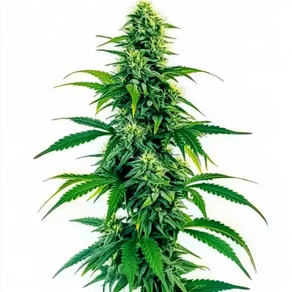 Acapulco Gold Autoflower