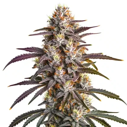 Blueberry x GG4