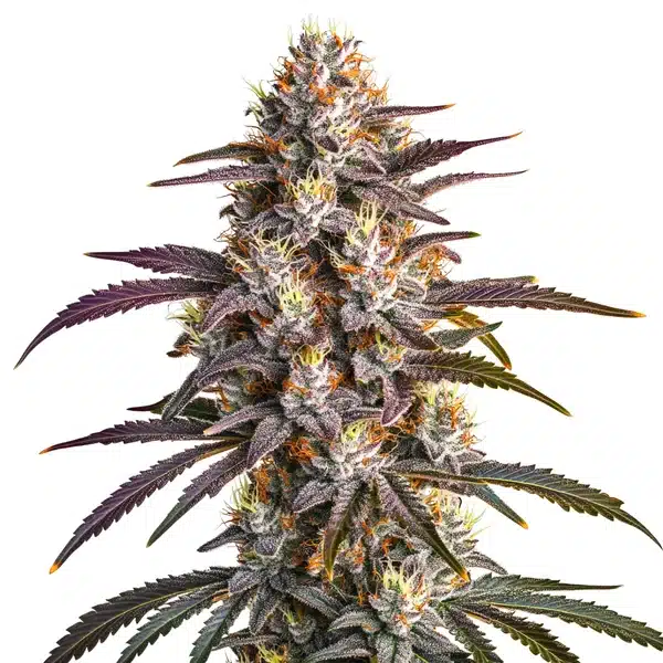 Blueberry x GG4