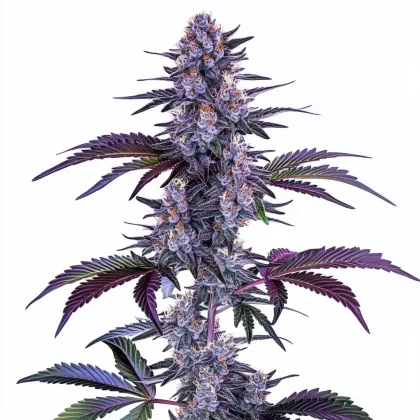 Blueberry Autoflower