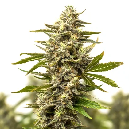Cinderella 99 x Jack Herer
