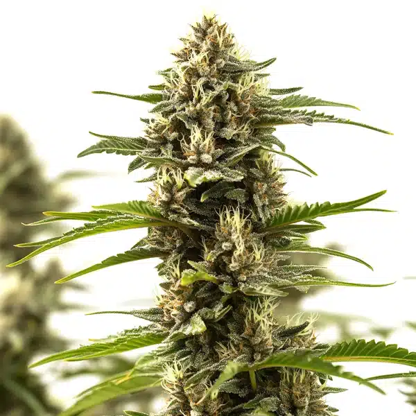 Cinderella 99 x Purple Kush