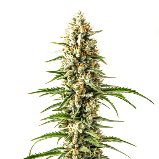 Early Skunk x C99 Fast Version