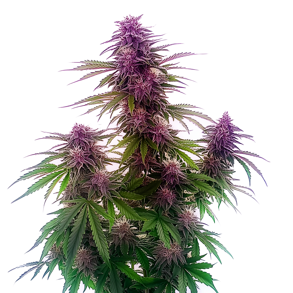 Florida Sunrise Auto
