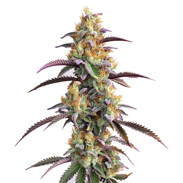 Gator Breath