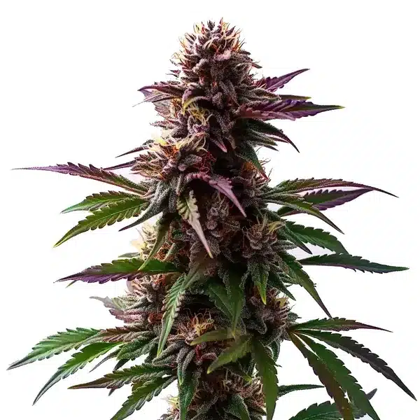 Gelato x Purple Punch Autoflower F1