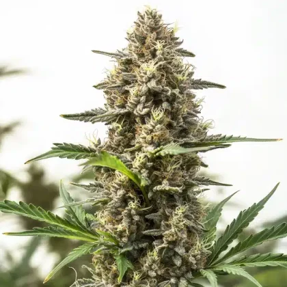 Holy Grail Og
