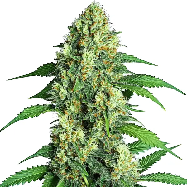 Jamaican