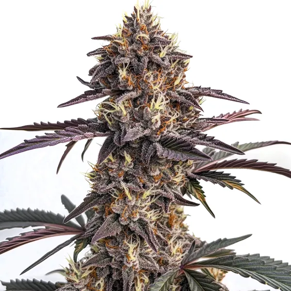 Moonshine Cookies Auto