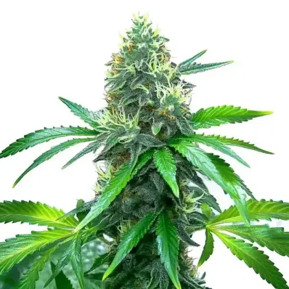 OG Kush