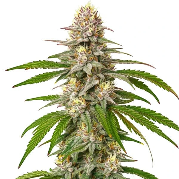 Pineapple Express