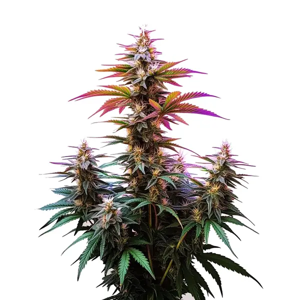 Pink Rozay x Gelato Auto