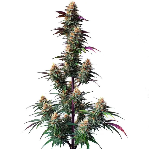 Pink Runtz Autoflower