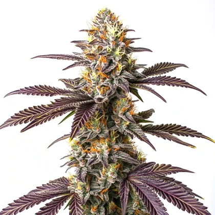 Purple Cookie Kush