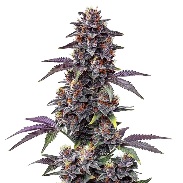 Purple Haze Autoflower