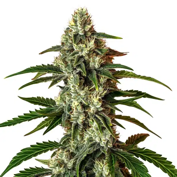 Rainbow Driver Auto