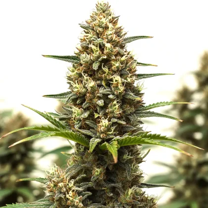 Rs11 x Lemon Tree