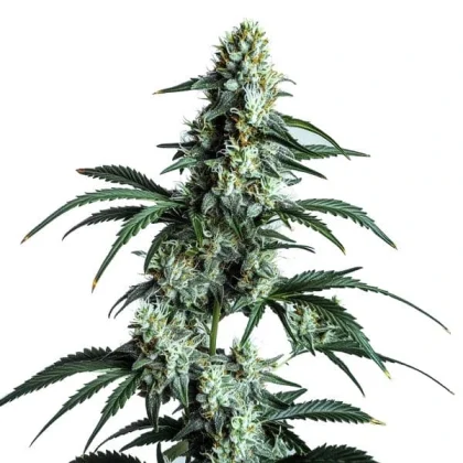 Sour Diesel